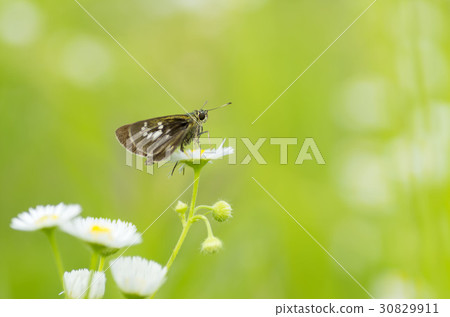 Flying turtle seseli Flying turtle seseli 30829911