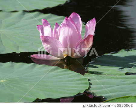 Pink flowers Lot Pink flowers Lot 30830068