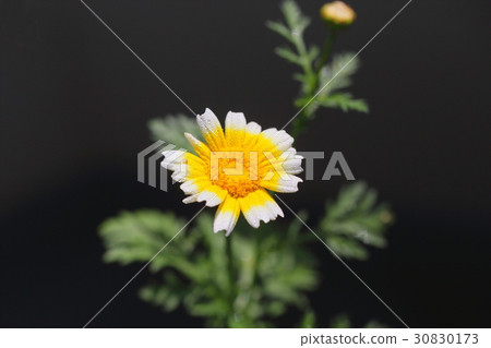 Chrysanthemums chrysanthemum flowers Shun kiku Chrysanthemums chrysanthemum flowers Shun kiku 30830173