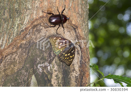 Charonda Charonda 30830394