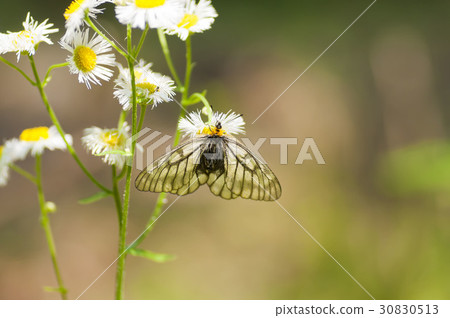 烏蘇巴族 30830513