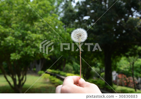 蒲公英 30830883