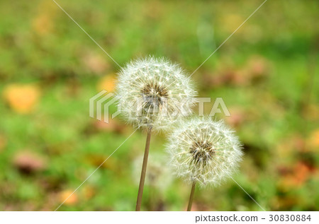 dandelion 30830884
