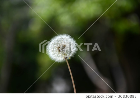dandelion dandelion 30830885