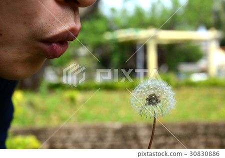 蒲公英 蒲公英 30830886