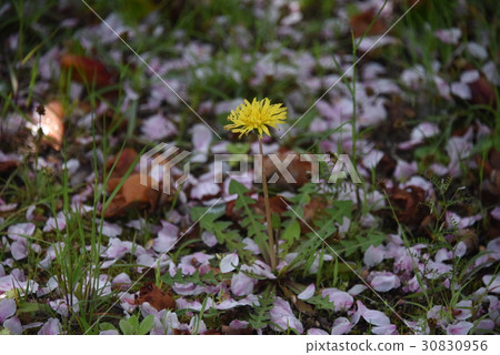 Dandelion and cherry blossom petals Dandelion and cherry blossom petals 30830956