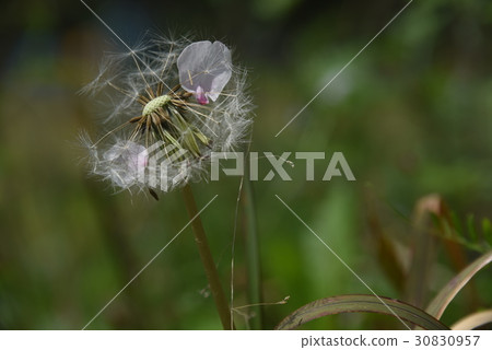 Dandelion's fluff and cherry blossom petals Dandelion's fluff and cherry blossom petals 30830957