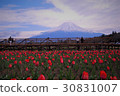 富士和郁金香 30831007