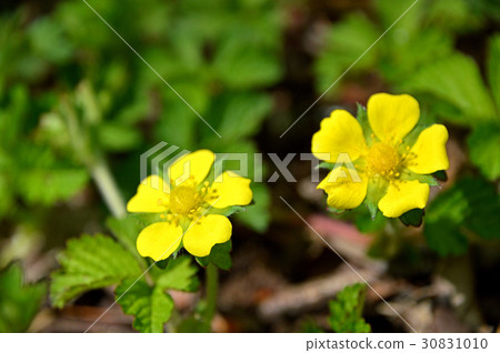 Flower of Hevy Strawberry 30831010