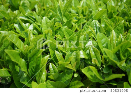 Tea leaves sprout 30831998