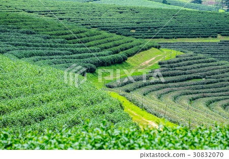 Green tea plantation landscape, Choui Fong tea  30832070