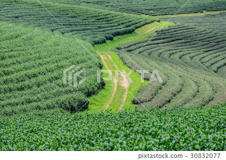 Green tea plantation landscape, Choui Fong tea  30832077