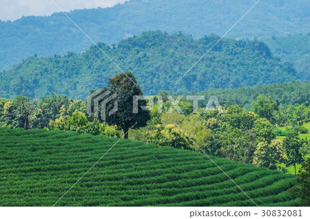 Green tea plantation landscape, Choui Fong tea  30832081