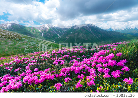 Amazing pink rhododendron flowers 30832126