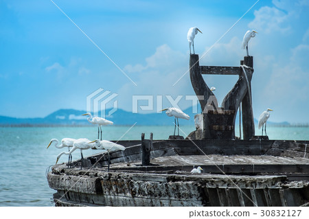 Egret is waiting prey, Old fishing wood boat float 30832127