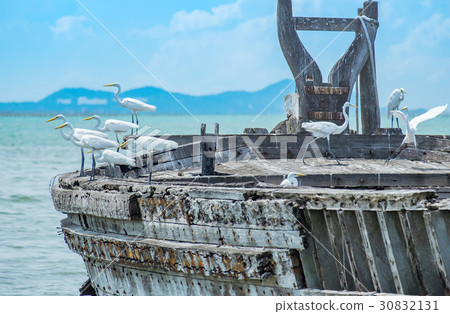 Egret is waiting prey, Old fishing wood boat float Egret is waiting prey, Old fishing wood boat float 30832131