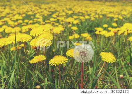 Dandelions in a meadow Dandelions in a meadow 30832173