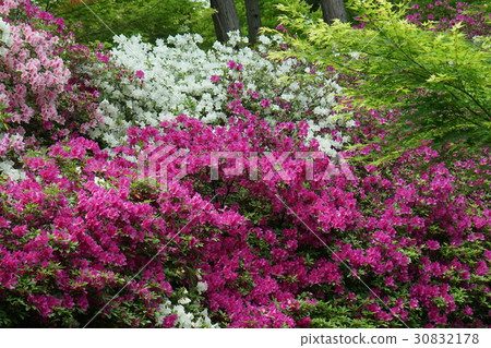 杜鵑花桃色白色01 杜鵑花桃色白色01 30832178