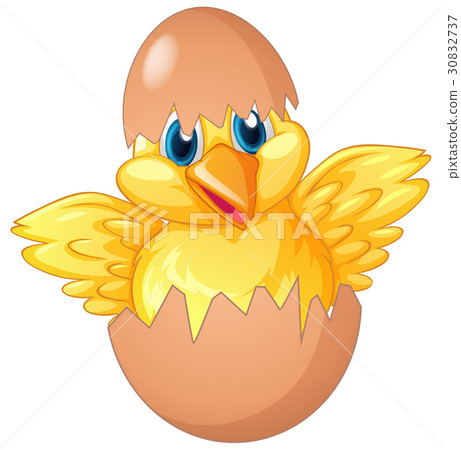 Little chick hatching egg 30832737