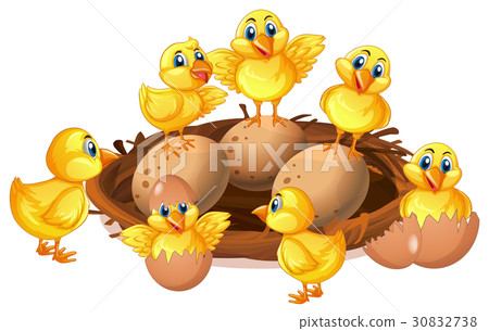 Many chicks and eggs in nest 30832738