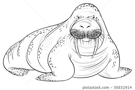 插图素材: doodle animal for walrus
