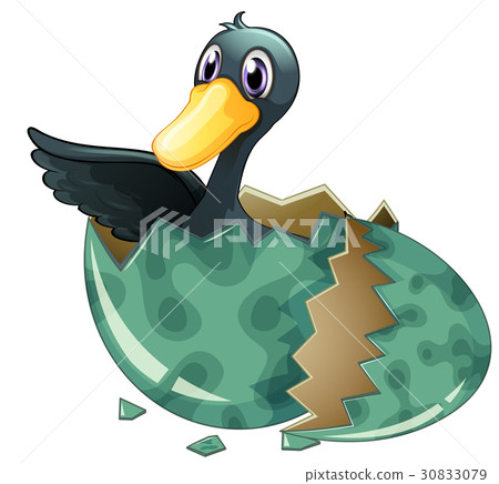 Black duck hatching egg 30833079