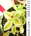 Succulent plant _ baby sunrose bud 30833215
