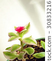 Succulent plant _ baby sunrose · flower (right beside) 30833216