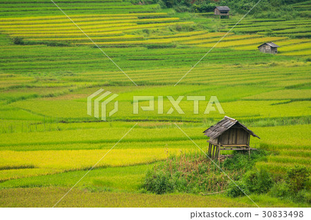 Terraced rice field in Mu Cang Chai, Vietnam 30833498