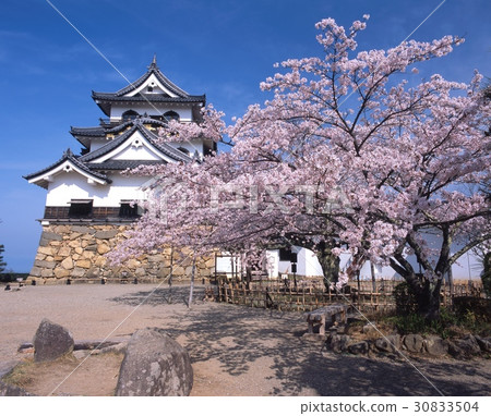 藍天顯然'Hikone城堡的'國寶'Tenshi和盛開的一棵櫻花（琵琶湖國家檢疫公園） 30833504