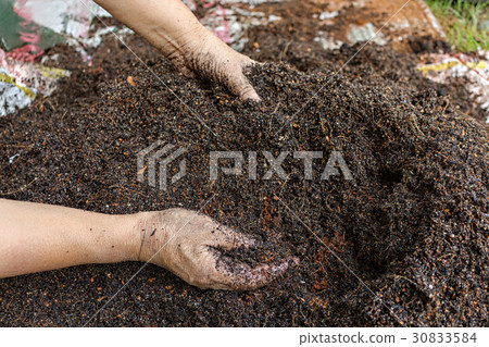 plant 30833584