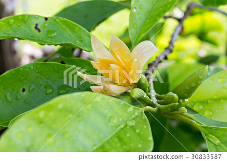 flower flower 30833587
