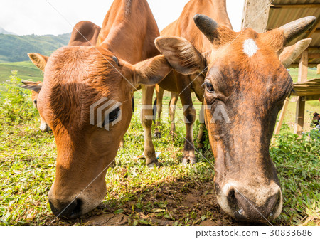 Cow close-up view Cow close-up view 30833686