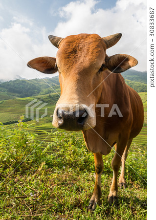 Cow close-up view Cow close-up view 30833687