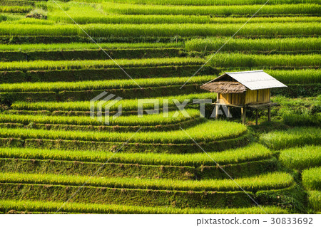 Terraced rice field in Mu Cang Chai, Vietnam 30833692