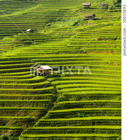 Terraced rice field in Mu Cang Chai, Vietnam Terraced rice field in Mu Cang Chai, Vietnam 30833693