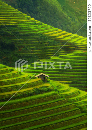 Terraced rice field in Mu Cang Chai, Vietnam Terraced rice field in Mu Cang Chai, Vietnam 30833700
