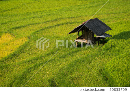 Terraced rice field in Mu Cang Chai, Vietnam Terraced rice field in Mu Cang Chai, Vietnam 30833709