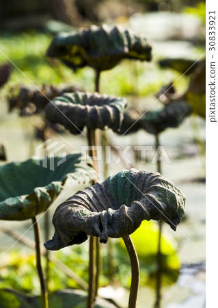 Withered lotus leaf in a pond Withered lotus leaf in a pond 30833921