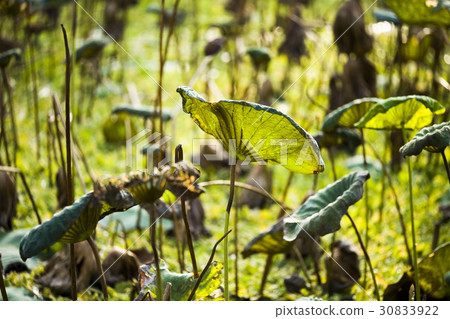 Withered lotus leaf in a pond 30833922