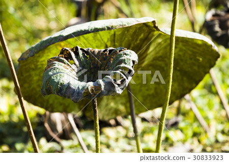 Withered lotus leaf in a pond Withered lotus leaf in a pond 30833923
