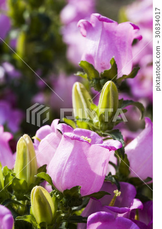 ampanula medium, common name Canterbury Bells 30834017