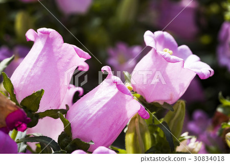 ampanula medium, common name Canterbury Bells 30834018