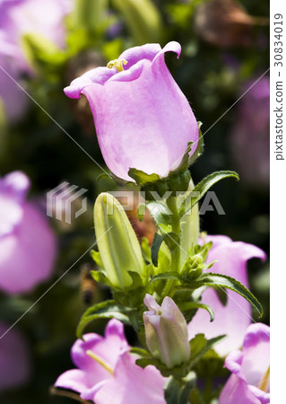 ampanula medium, common name Canterbury Bells 30834019