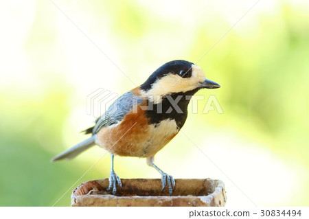 野生鳥Yamagara留下陽光背景 野生鳥Yamagara留下陽光背景 30834494