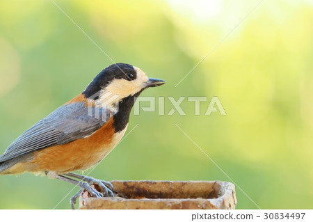 Wild bird Yamagara leaves sunlight background 30834497