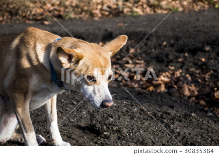 Small hairy dog Portuguese Podengo wearing a blue Small hairy dog Portuguese Podengo wearing a blue 30835384