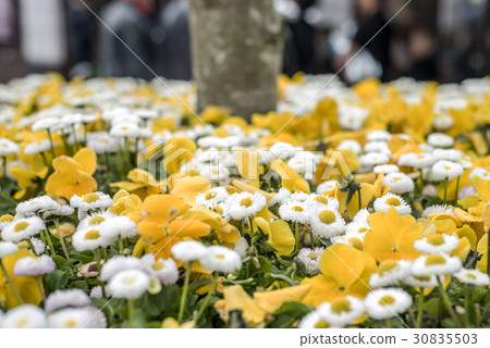 background with beautiful pattern yellow and white background with beautiful pattern yellow and white 30835503