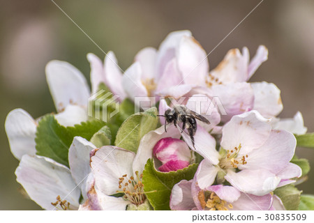 apple blossom tree bumble honey bee flower apple blossom tree bumble honey bee flower 30835509