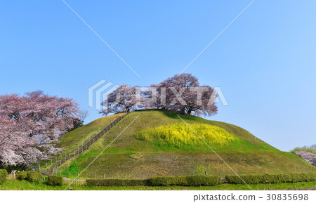 Marugameyama tomb and cherry blossoms (Sakitama burial mound group) Marugameyama tomb and cherry blossoms (Sakitama burial mound group) 30835698